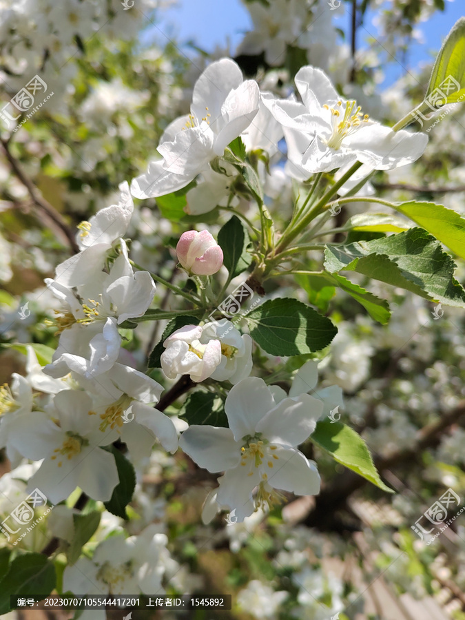 沙果树花