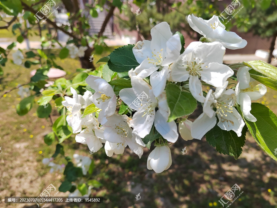 沙果树花