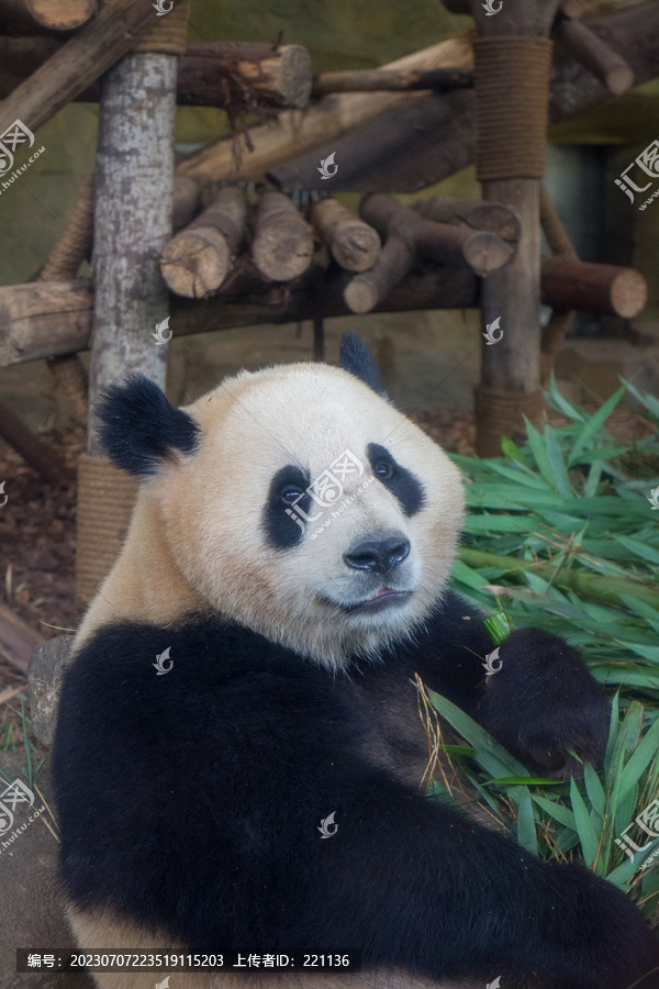 大熊猫和竹子