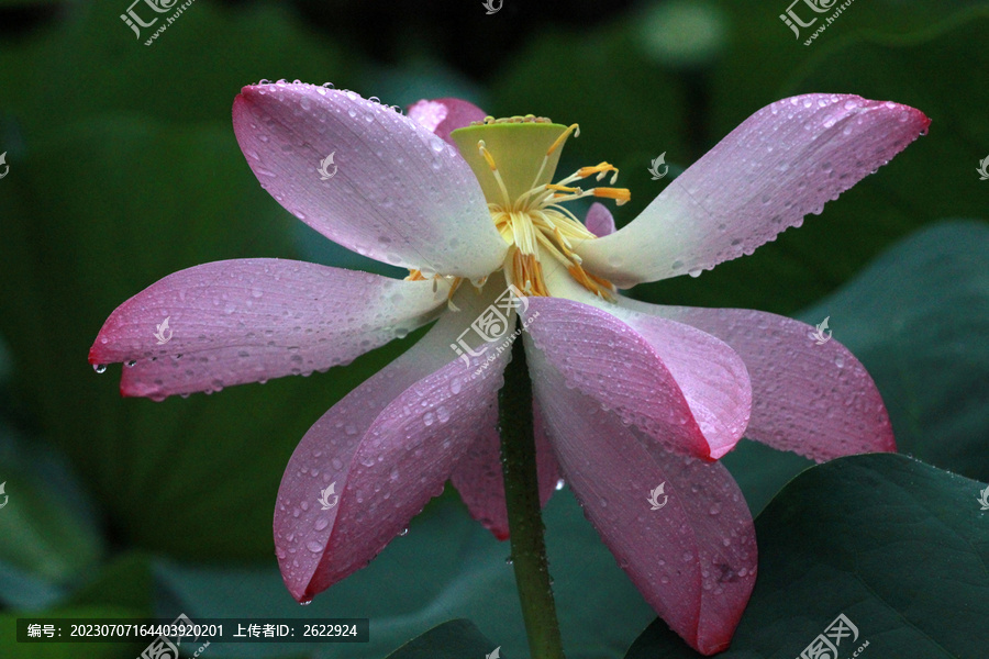 雨中荷花