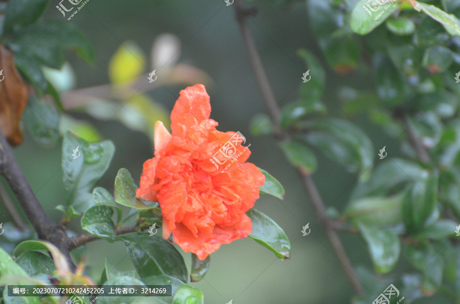 枝头石榴花