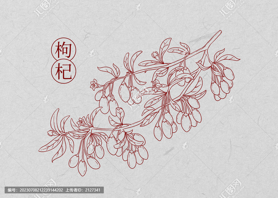枸杞线描