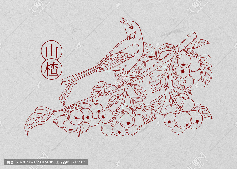 山楂线描