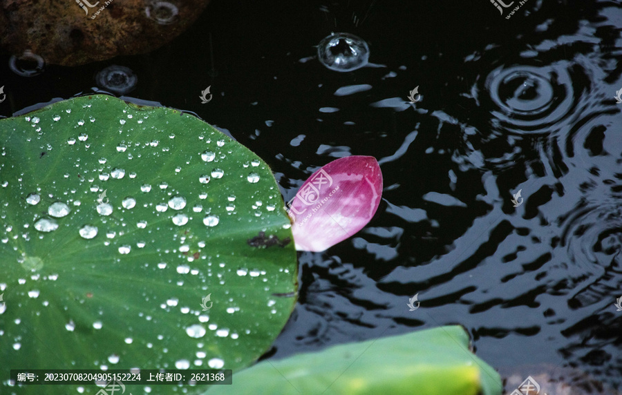 雨荷