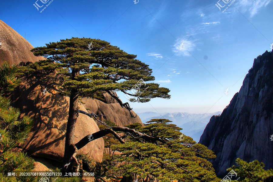 黄山迎客松