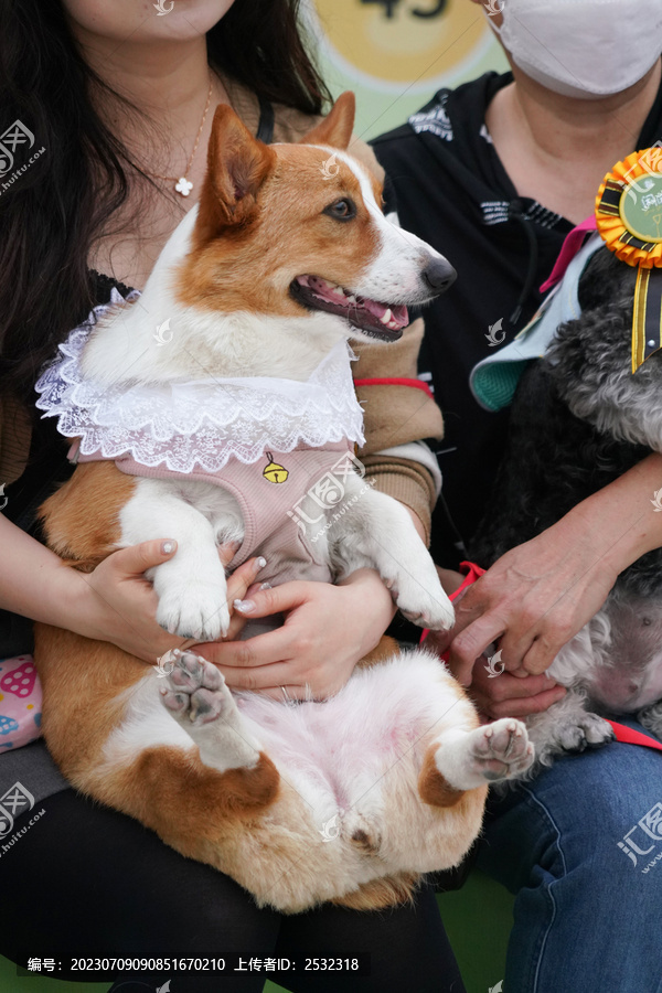 萌宠宠物狗狗犬可爱动物