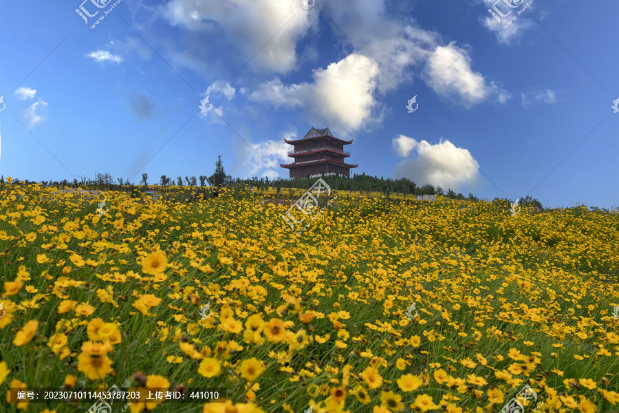 蓝天白云与花海