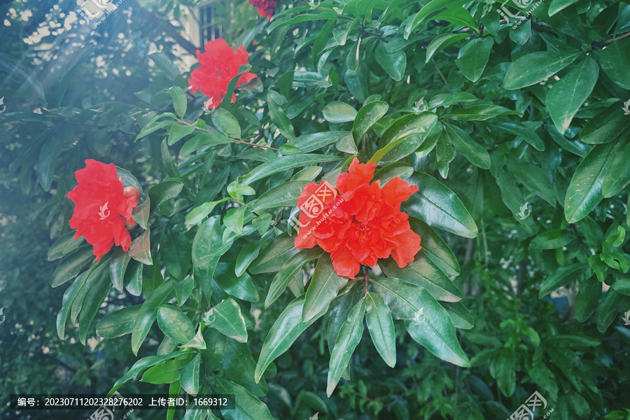 石榴花