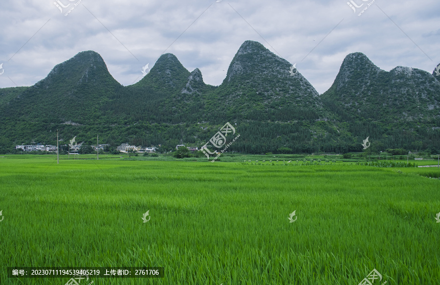 夏天的万峰林稻田风光