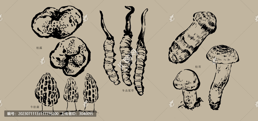 菌类蘑菇