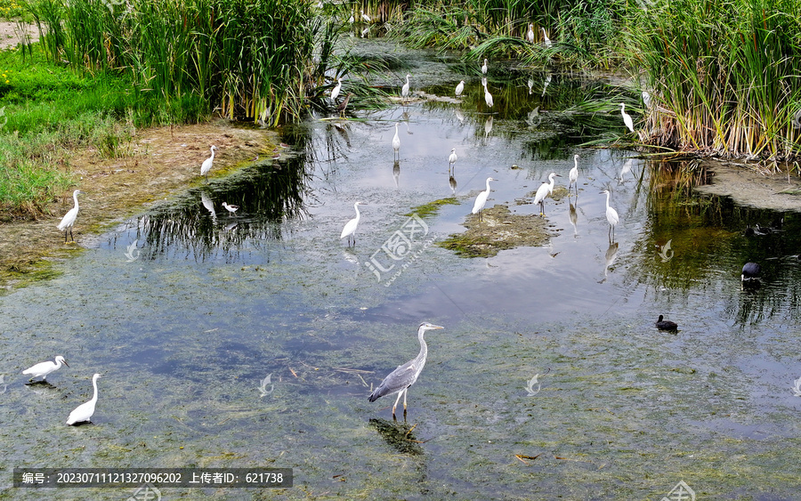张家口洋河湿地候鸟之白鹭