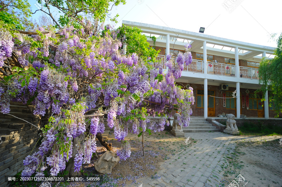 紫藤花小院