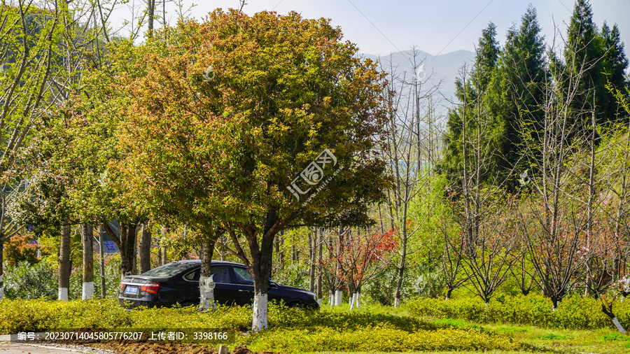 乡村旅游随拍村口一棵树