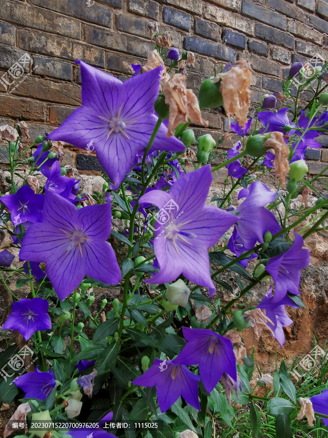 铃铛花