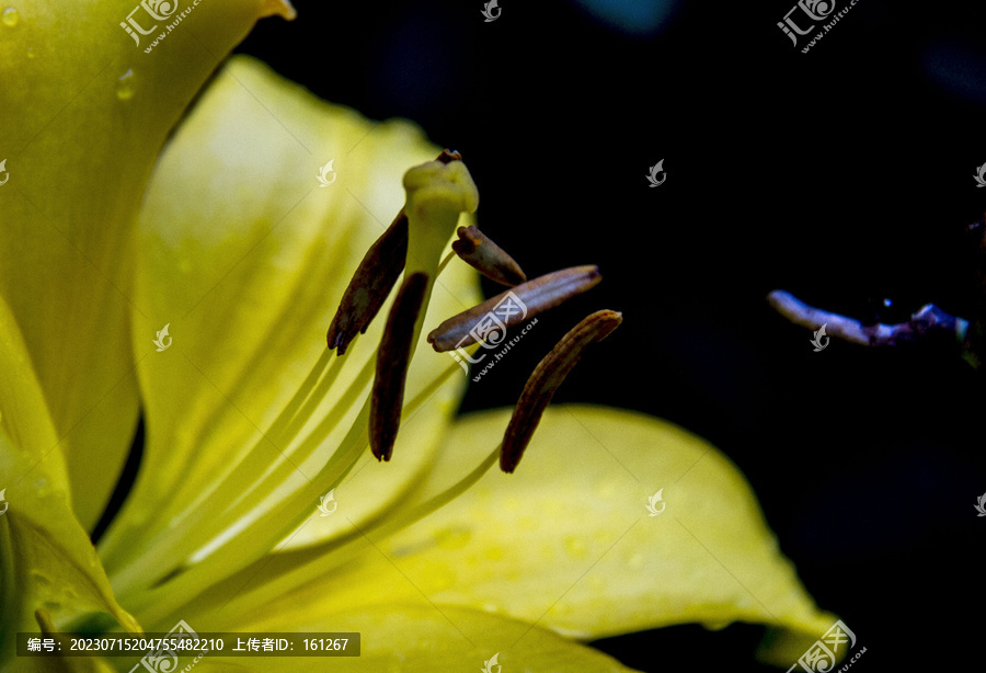 百合花