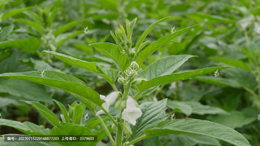 芝麻开花