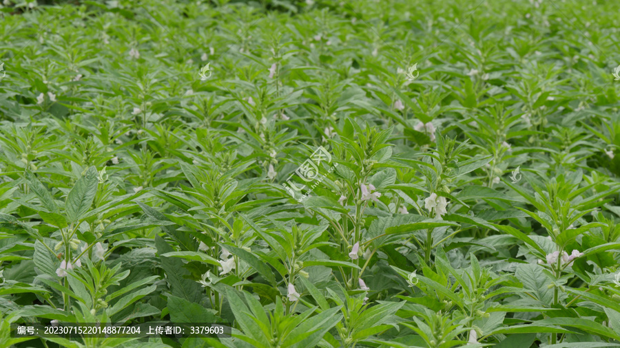 芝麻开花