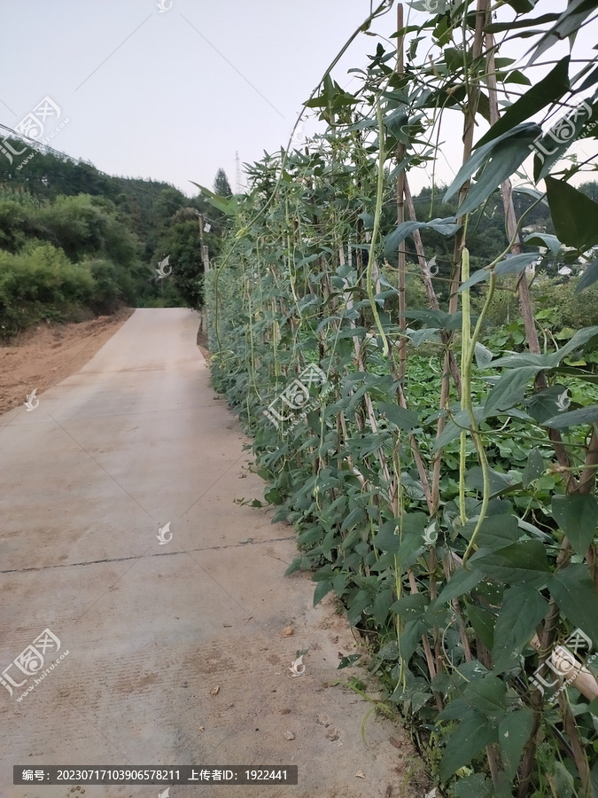 长豆角种植