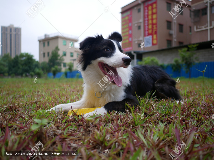 边境牧羊犬