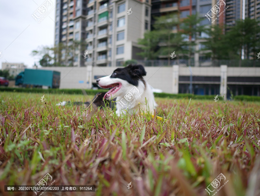 边境牧羊犬