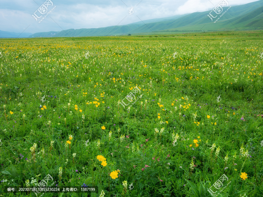 独库那拉提草原溪流