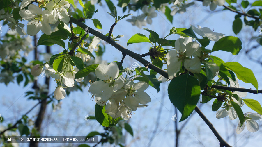 盛开的白梨花