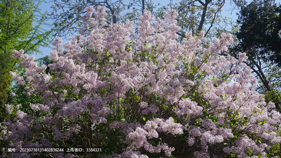 繁花似锦