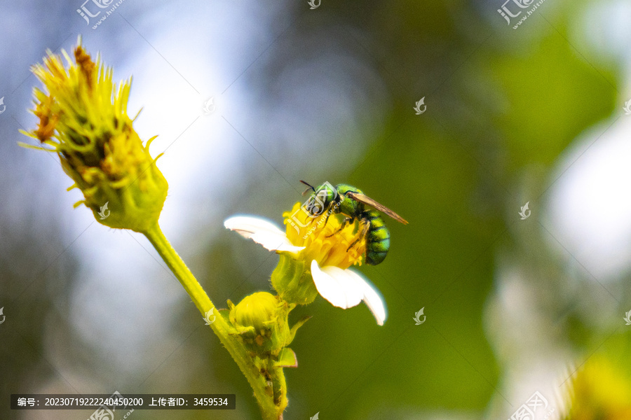 集蜂