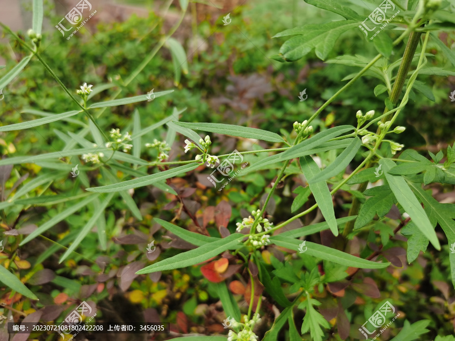 植物