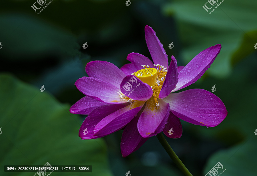 荷花莲花雨荷