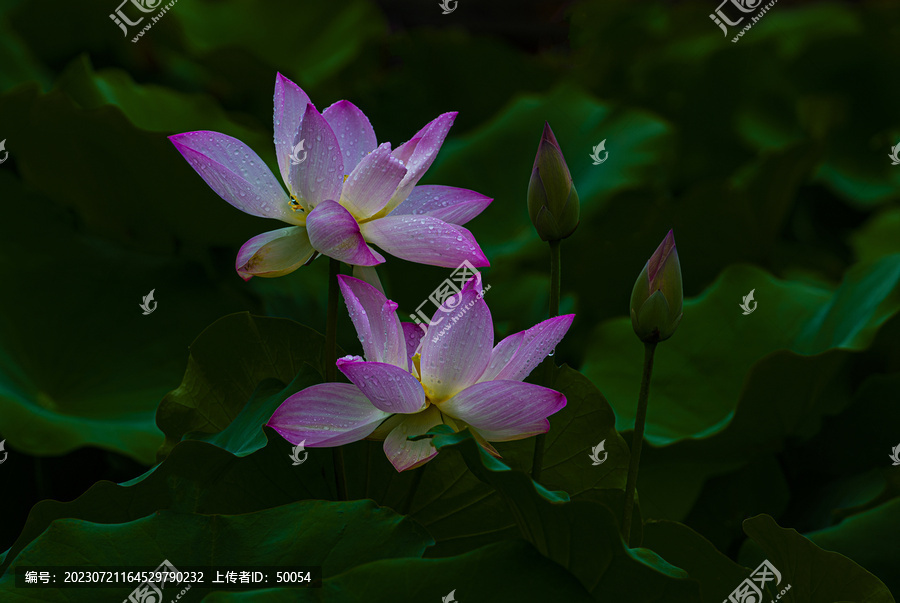 荷花莲花雨荷