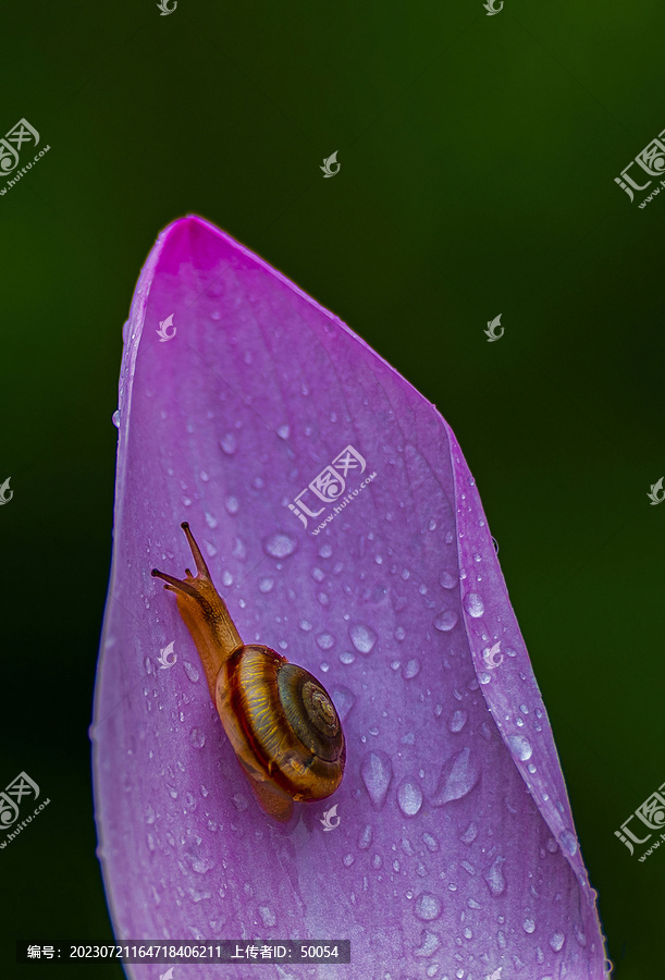 荷花莲花蜗牛