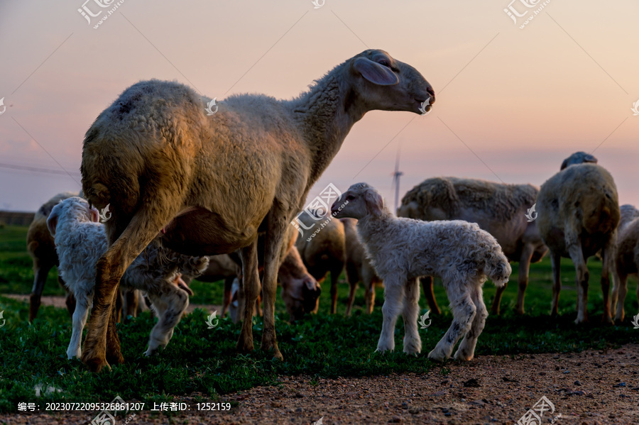 羊群羊羔