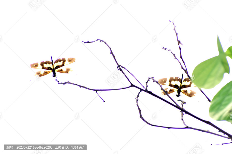 一只红色蜻蜓