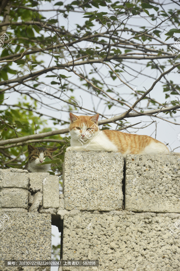 墙头的橘猫