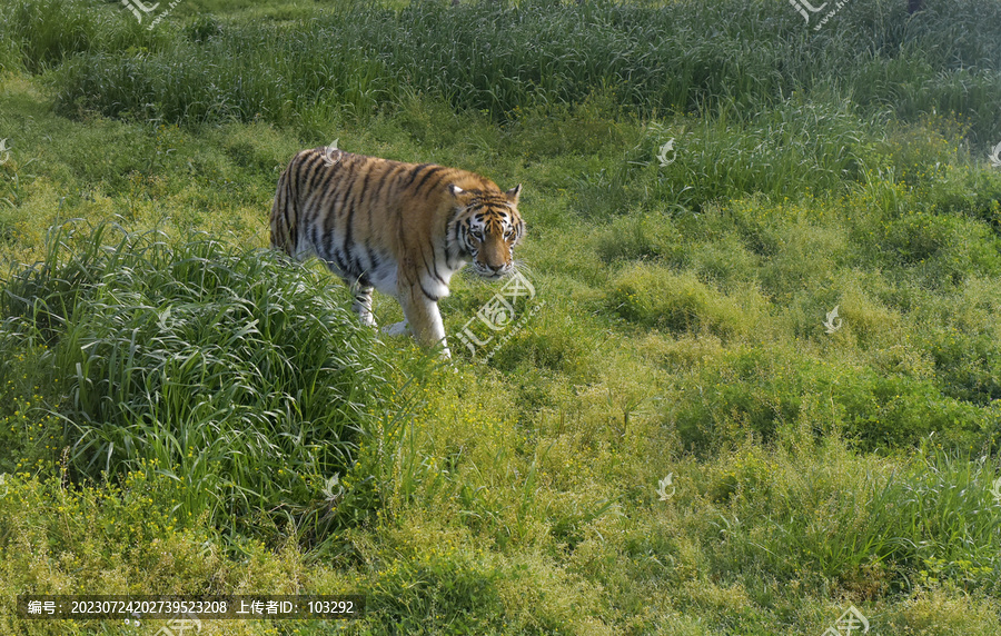 草丛中散步的老虎