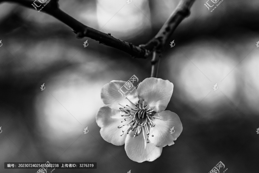 梅花花瓣黑白特写