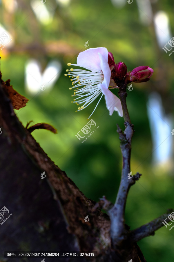 老树新梅梅花花蕊特写镜头