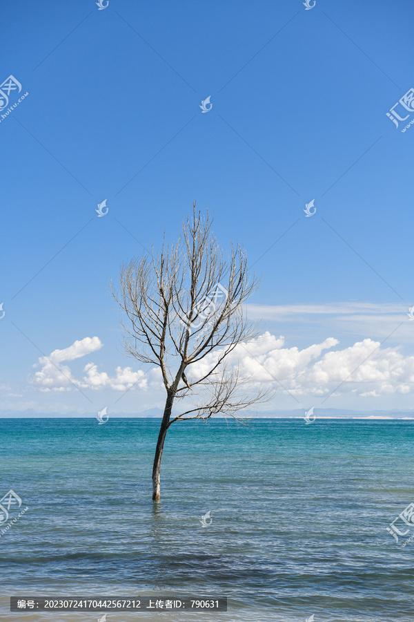 青海湖湖中伫立的枯树