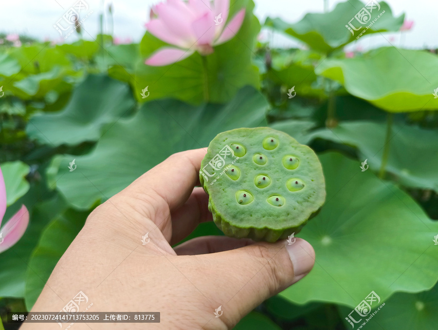 荷塘莲蓬采摘