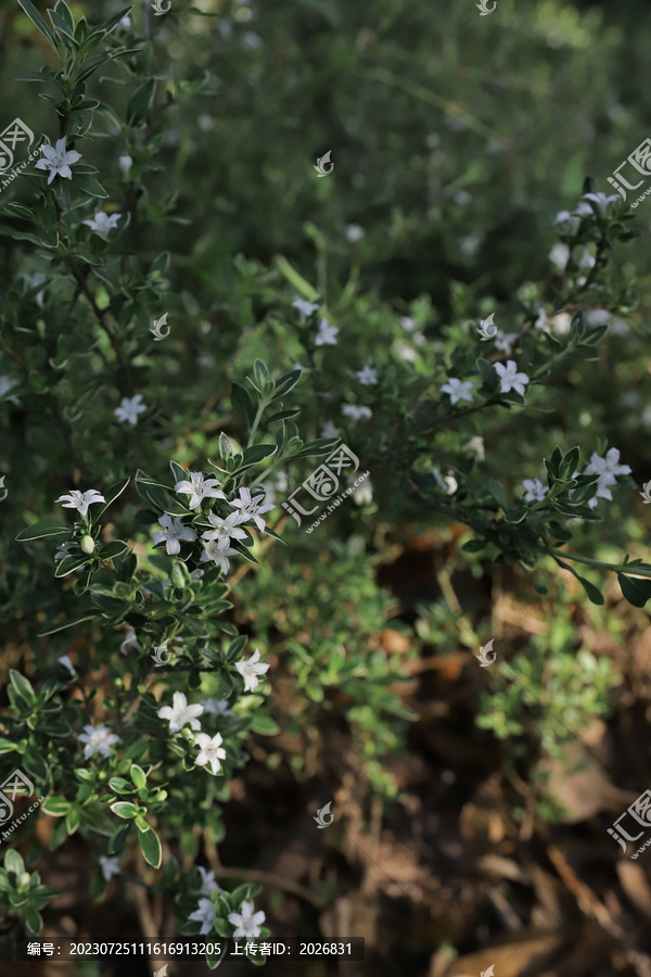 小白花星星花