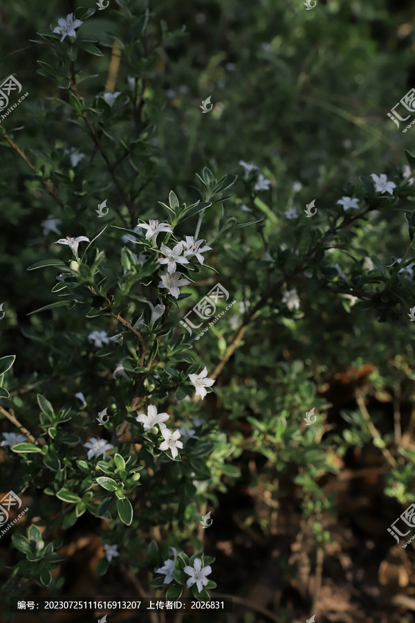 小花朵星星花