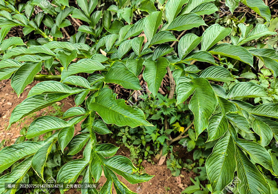 草本植物磨芋