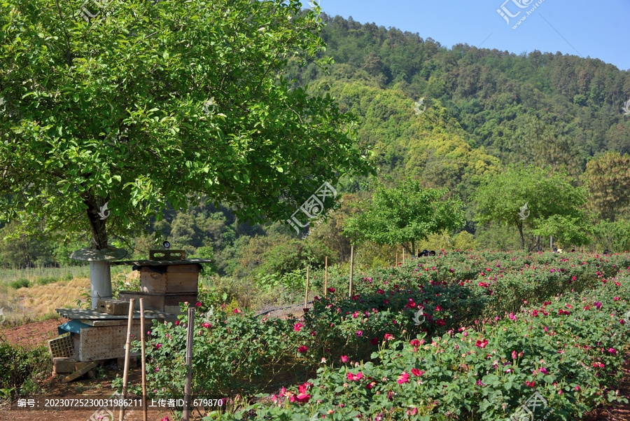 山里的玫瑰花种植园
