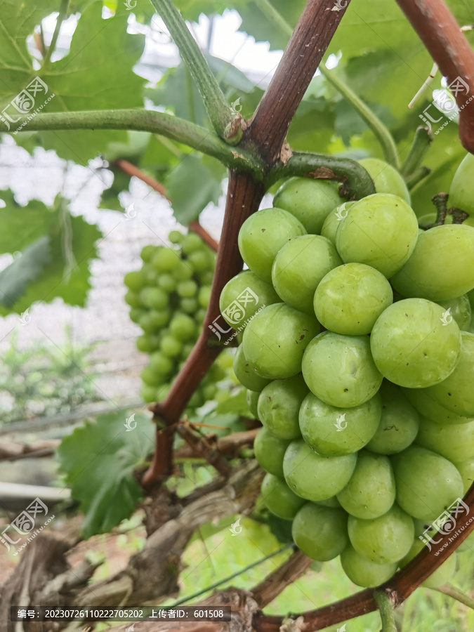 醉金香葡萄特写