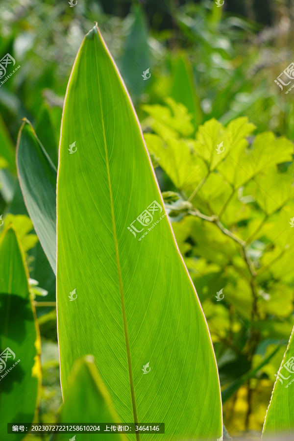 背光绿叶特写