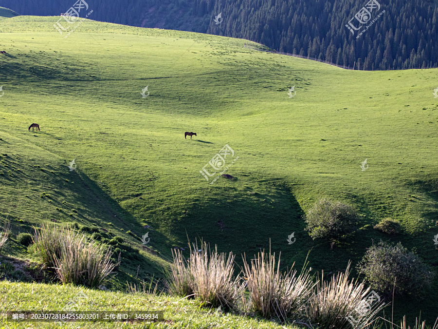 夏天草原和马的自然风景