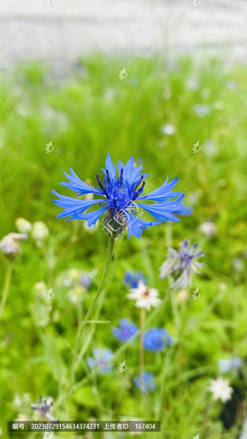 蓝色矢车菊