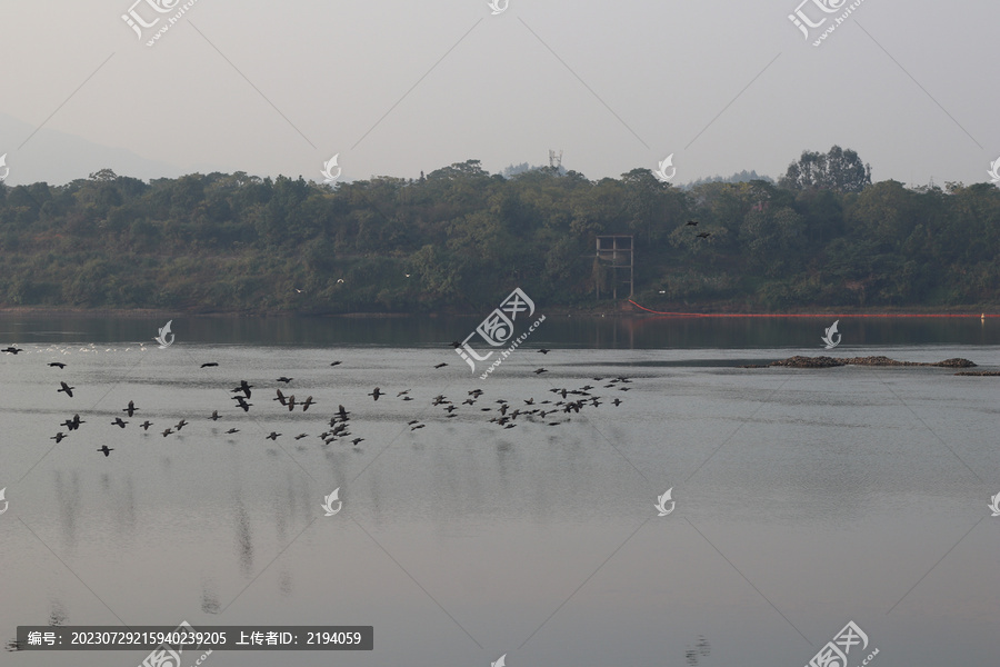 清晨江景河边水鸟候鸟环保生态