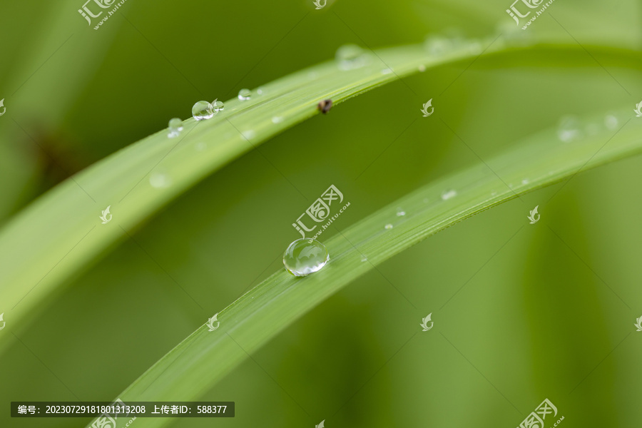 叶子上的露珠水珠雨珠特写